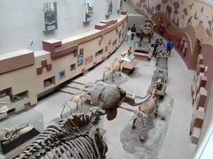 -陕西自然博物馆