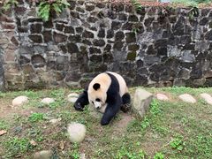 -都江堰中华大熊猫苑