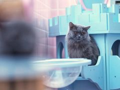 -Walker萌宠露营(大明骑士驿站店)