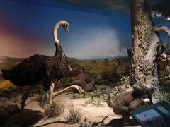 -国家自然博物馆