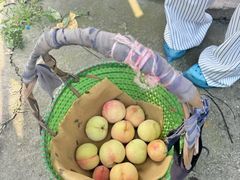 -老袁家蜜桃农场·阳山水蜜桃