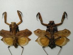 -上海昆虫博物馆