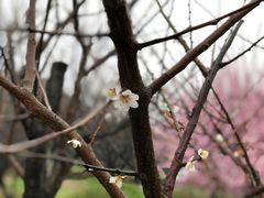 -香雪海