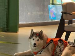 -爪吧宠物乐园 (温榆河示范区店)