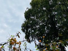 -武汉姚家山旅游景区