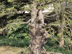 -上海醉白池公园
