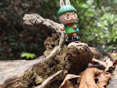 -西双版纳原始森林公园