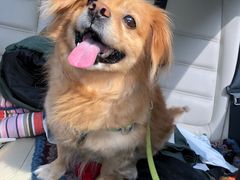 -熊小胖宠物生活馆(天华园店)