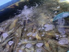 -聚盛源蒸汽海鲜火锅烤肉自助(巨川金海岸购物广场店)