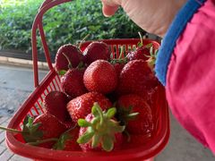 -甜心庄园·甜心草莓采摘园(西青中北店)