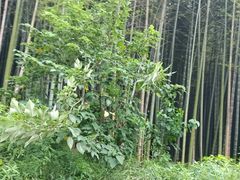 -同里国家湿地公园