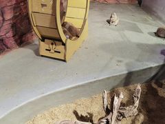 -正佳雨林生态植物园