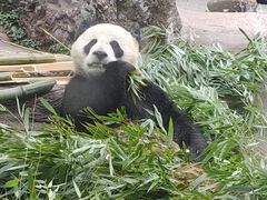 -都江堰中华大熊猫苑