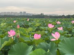-荷塘月色湿地公园·向阳花洲