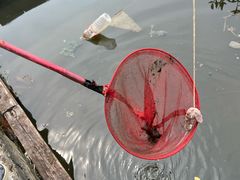 -同銮特种养殖场·龙虾垂钓