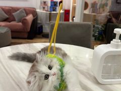 -袖虎·猫馆(体育西路店)