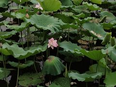 -荔湾湖公园