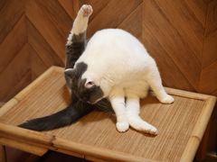 -MOCHA明星猫咖(田子坊店)