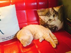 -咖法森林·咖啡  酒吧(天河店)