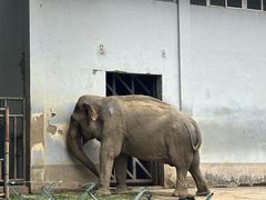 -合肥野生动物园