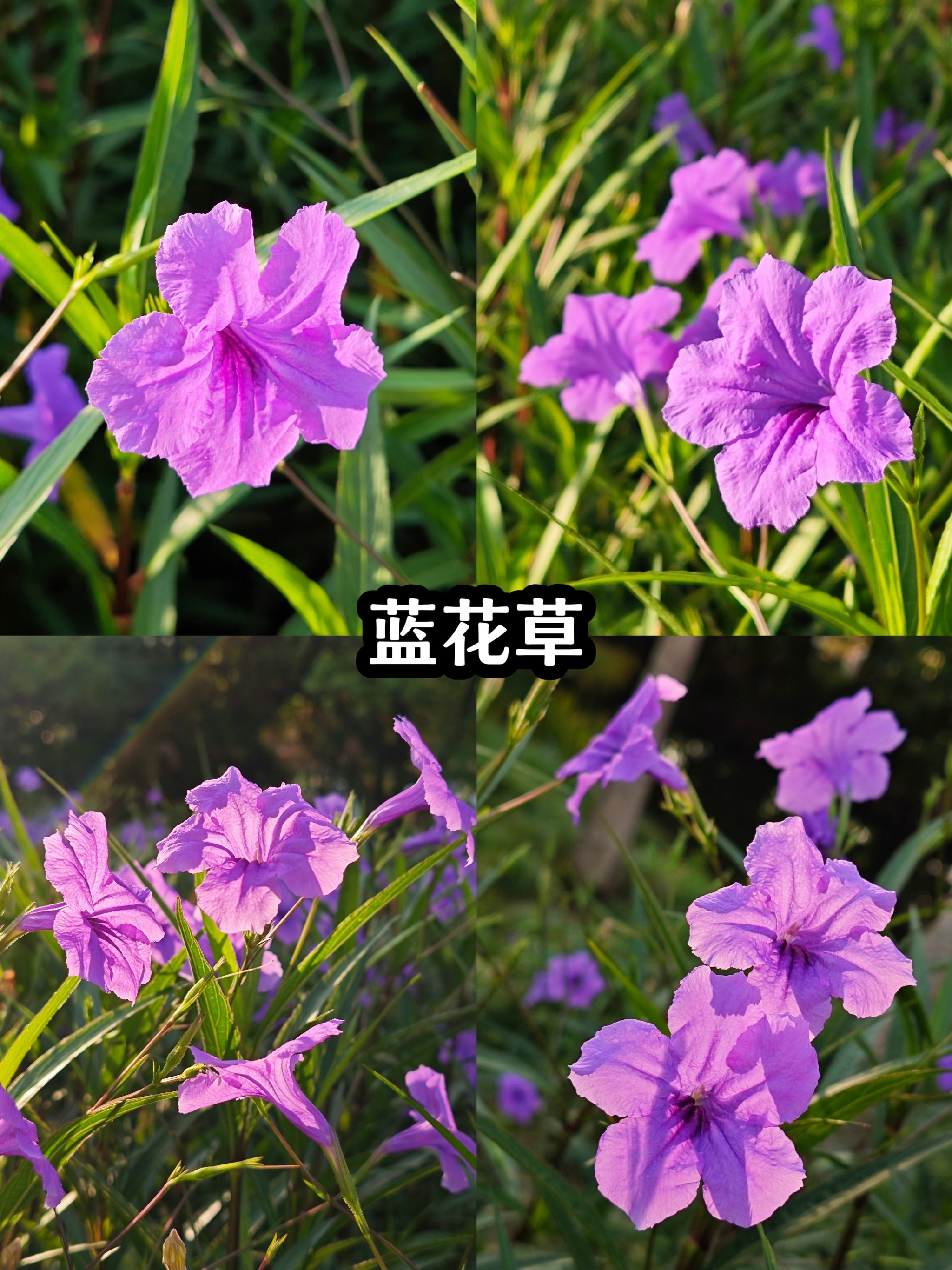 蓝花草花解剖图图片