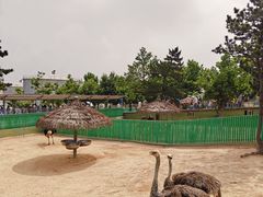 -西霞口神雕山野生动物世界