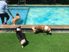 -汪说喵讲宠物乐园宠物酒店(红星美凯龙店)