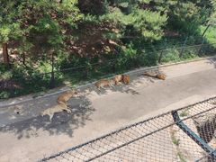 -大连森林动物园