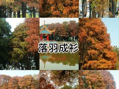 -金砂公园