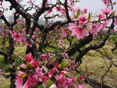 -田园东方蜜桃村的田野营地