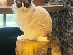 -猫猫幼稚园·撸猫·桌游·电玩