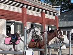 -北京群众马术培训基地