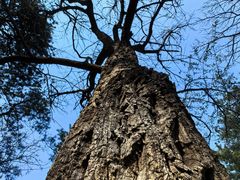 -北京西山国家森林公园