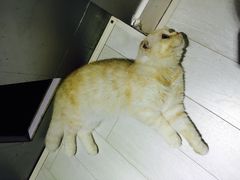 -喵的天空名猫咖啡馆·撸猫·猫舍·用品