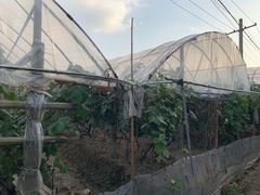 -马陆小张葡萄园农家乐