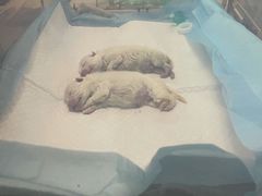 -瑞派雷欧宠物医院·中兽医·眼科·急重症转诊中心(黄台店)