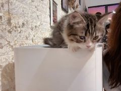 -平行世界·猫咖(首经贸店)