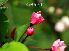 -南汇桃花村