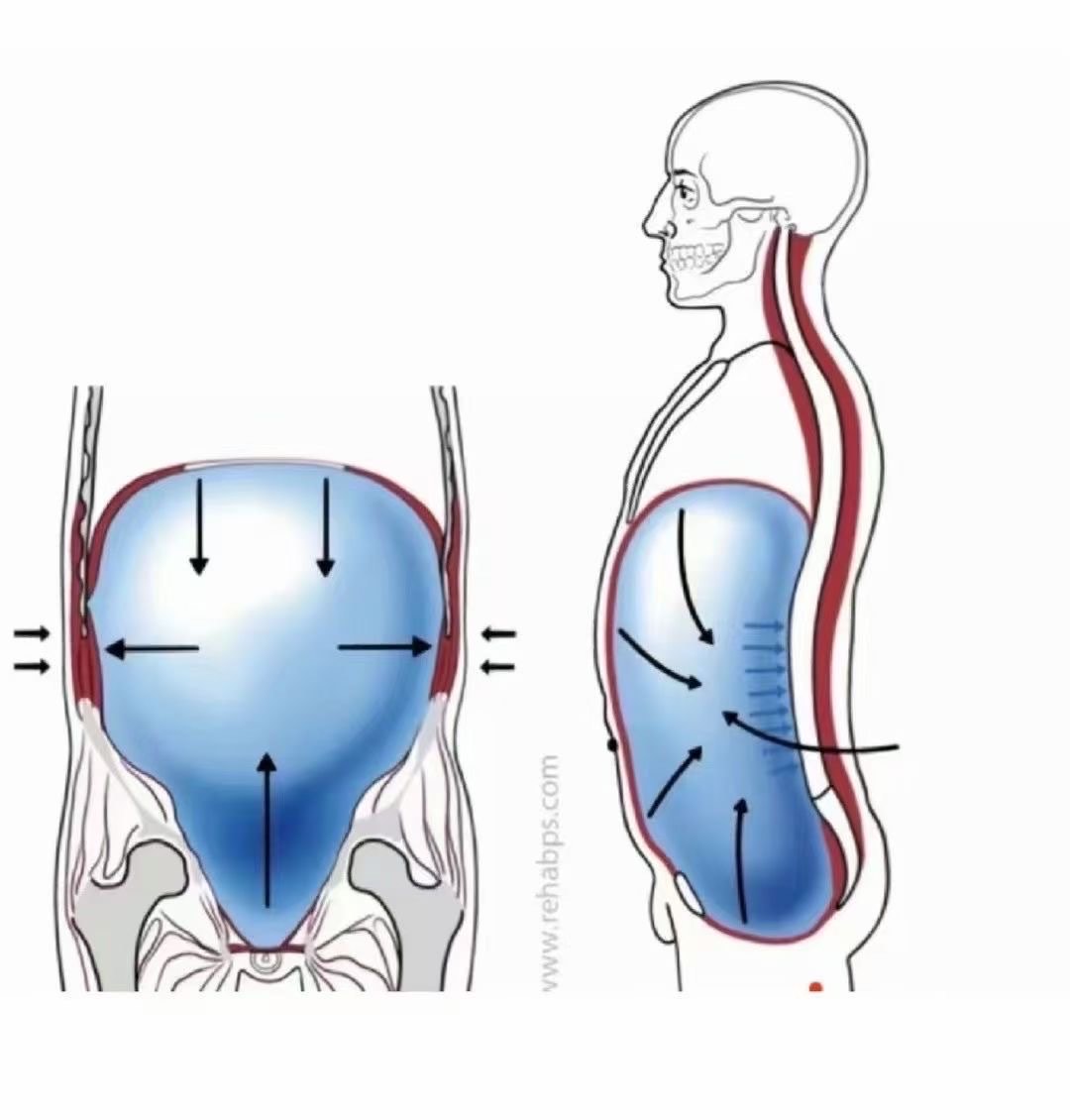 腹内压测量图片图片