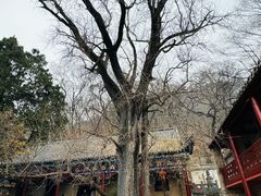 -皇藏峪国家森林公园