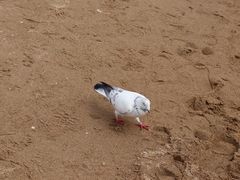 -秦皇岛野生动物园