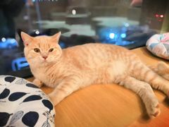 -CAT’S MEWSTAR CAFE·喵星球猫屋(晴湾咖啡店)