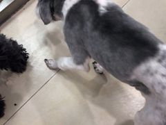 -宠福鑫康馨动物医院·骨科·眼科