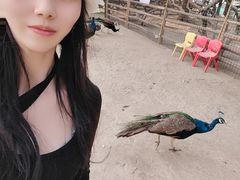 -秀丽东方