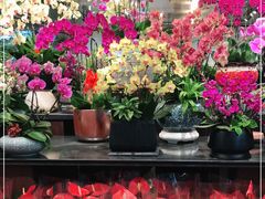 -双季花艺园艺市场(浦东店)