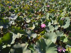 -羊亭河湿地公园