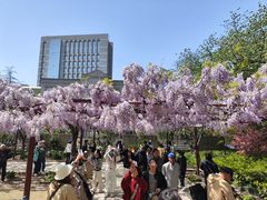 -嘉定紫藤园