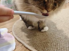 -COLOR PETS 撸猫馆·购猫·猫咖(长风大悦城店)