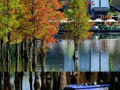 -白鹭湾湿地公园