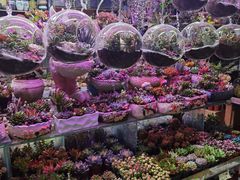 -花鸟鱼虫鲜花绿植市场(玉泉路店)